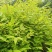 正宗川黄柏后皮品种，品种纯5-6年可采收，特点皮厚产量高