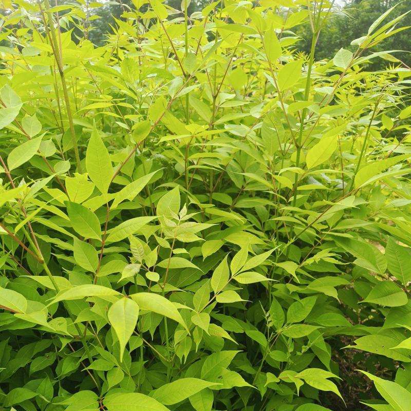正宗川黄柏后皮品种，品种纯5-6年可采收，特点皮厚产量高
