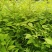 正宗川黄柏后皮品种，品种纯5-6年可采收，特点皮厚产量高