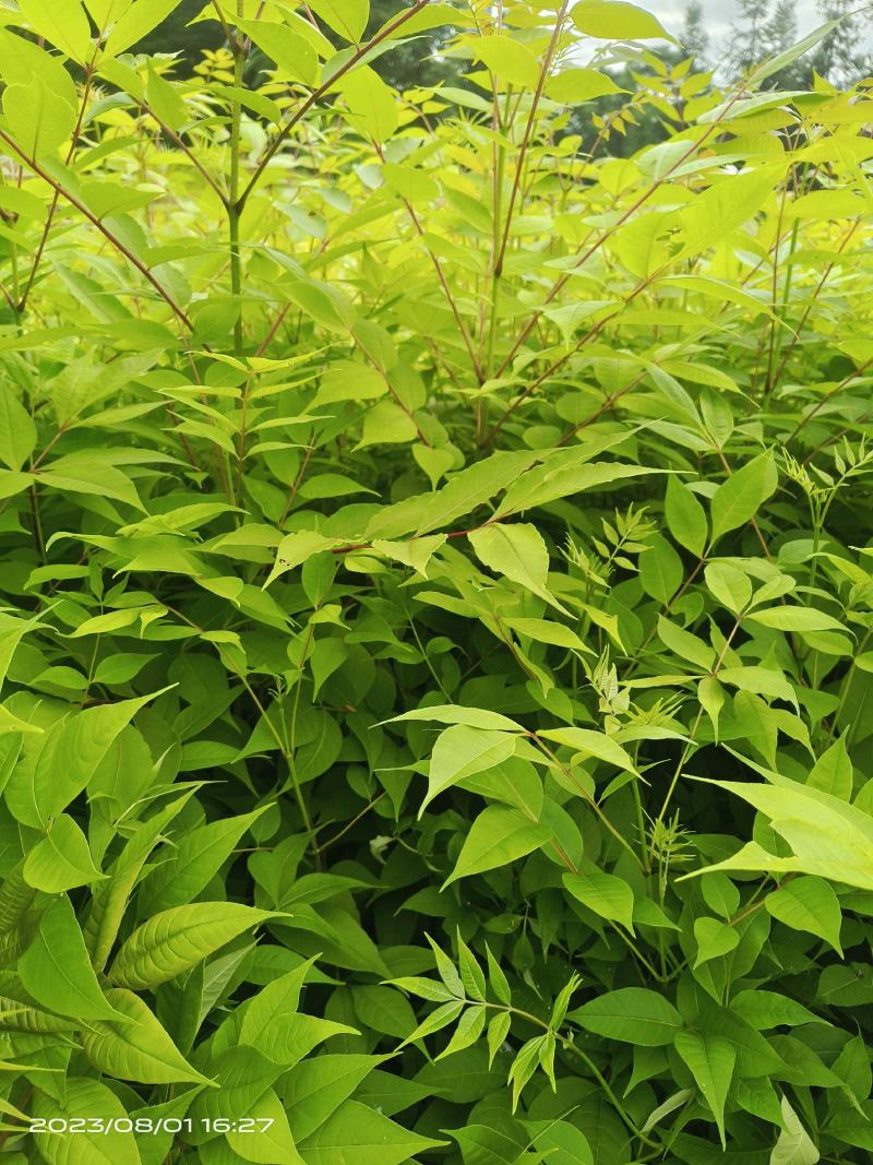 正宗川黄柏后皮品种，品种纯5-6年可采收，特点皮厚产量高