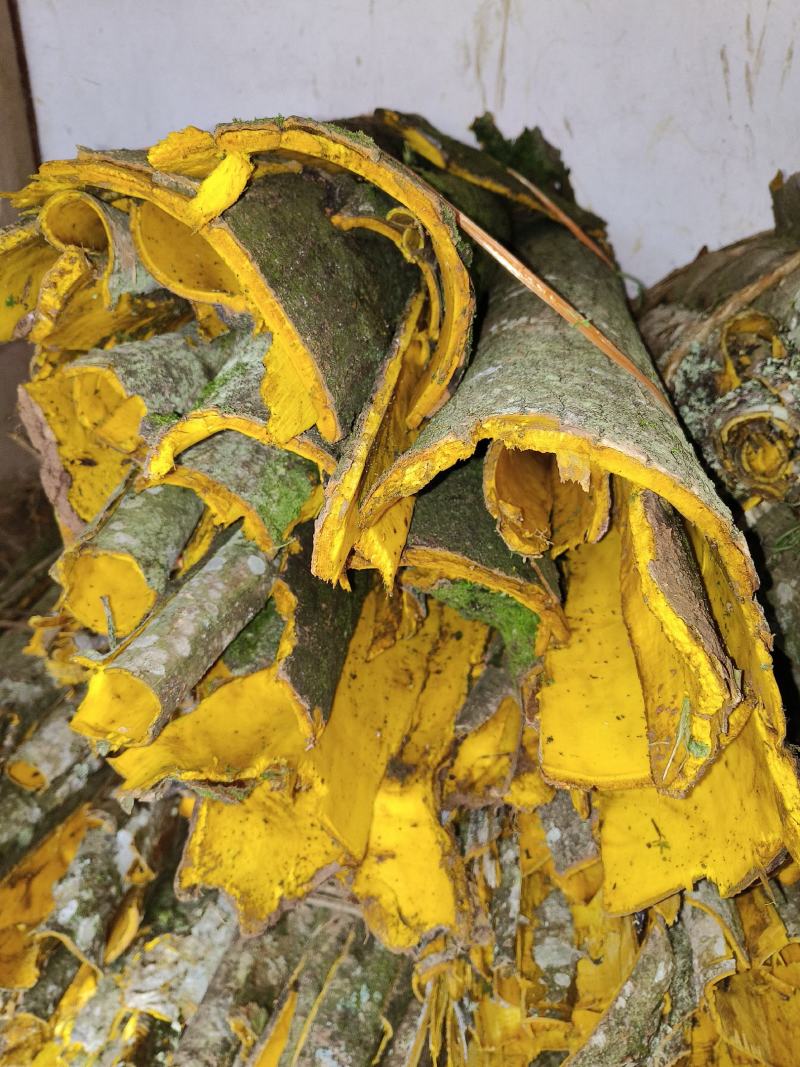 正宗川黄柏后皮品种，品种纯5-6年可采收，特点皮厚产量高