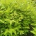 正宗川黄柏后皮品种，品种纯5-6年可采收，特点皮厚产量高