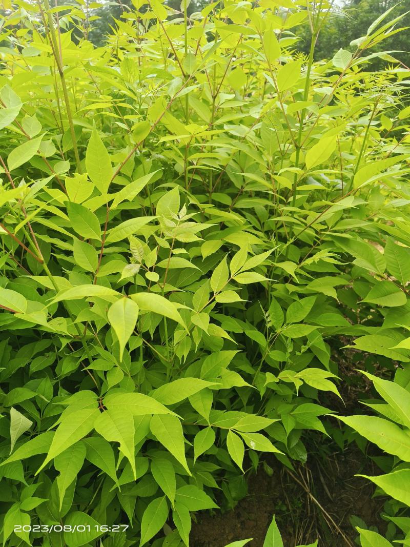 正宗川黄柏后皮品种，品种纯5-6年可采收，特点皮厚产量高