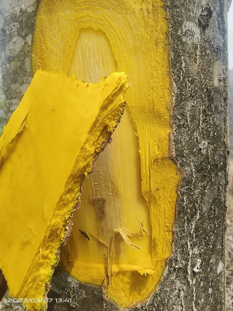 正宗川黄柏后皮品种，品种纯5-6年可采收，特点皮厚产量高