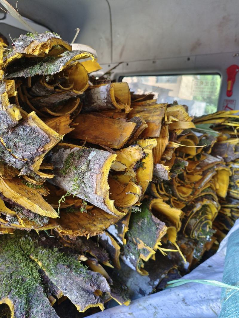 正宗川黄柏后皮品种，品种纯5-6年可采收，特点皮厚产量高