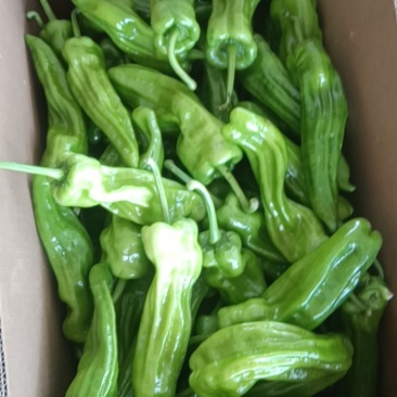 高山路天虎皮椒