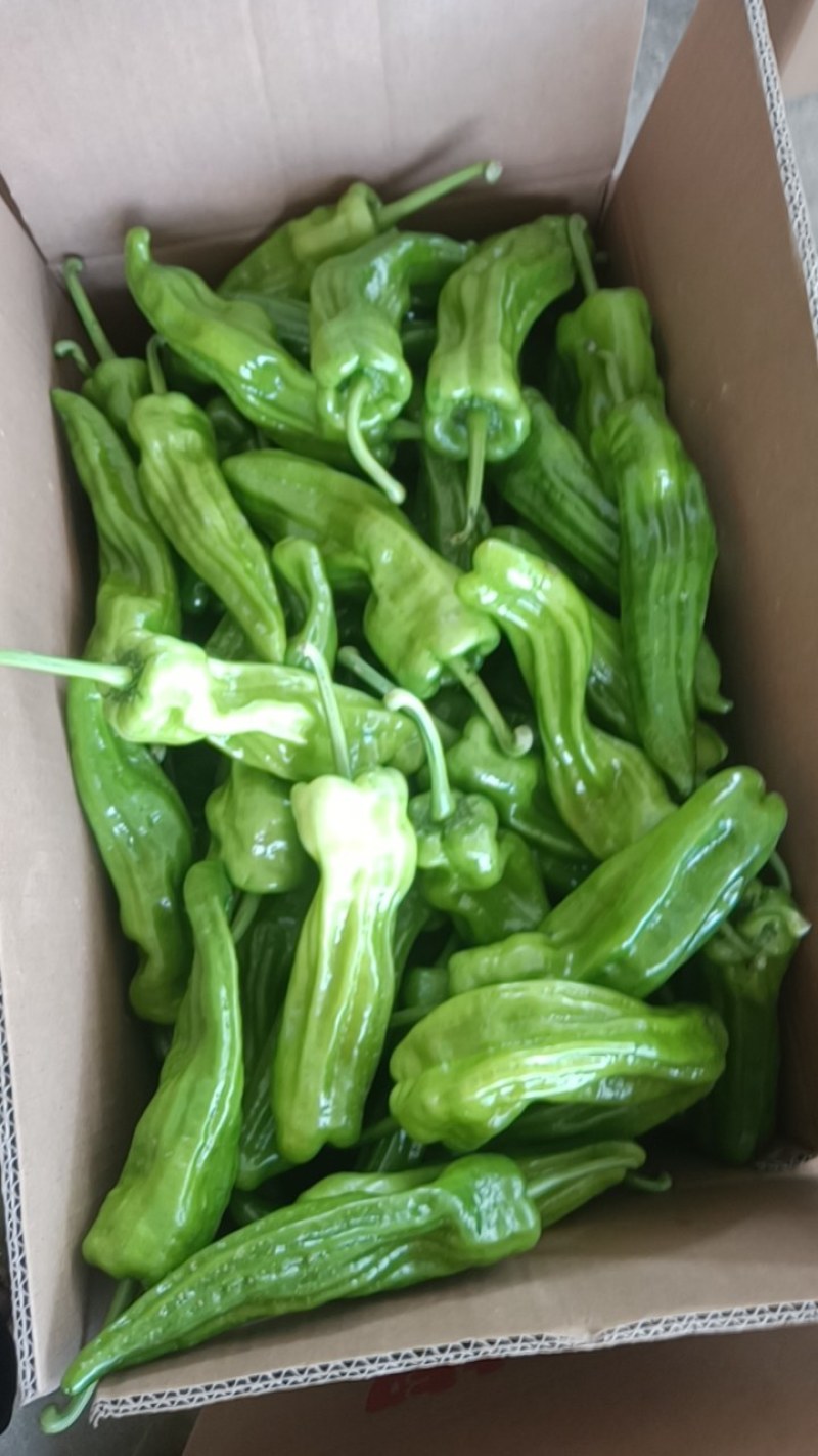 高山路天虎皮椒