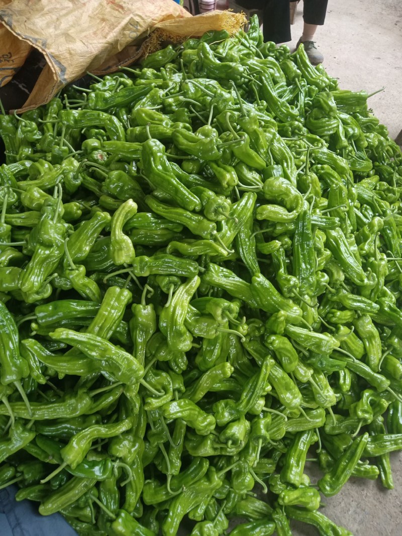 高山路天虎皮椒