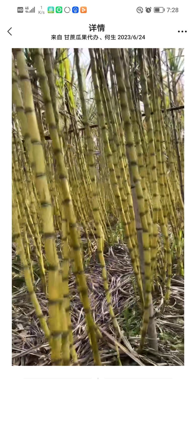 黄金甘蔗自家种植的