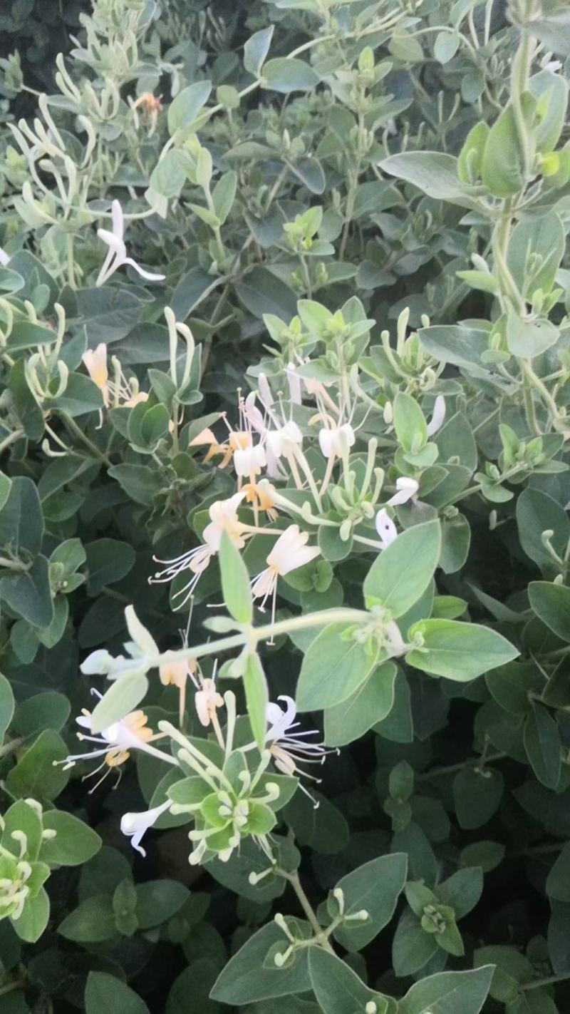 金银花盆景老桩，金银花小苗，盆栽地栽都可以大量有货