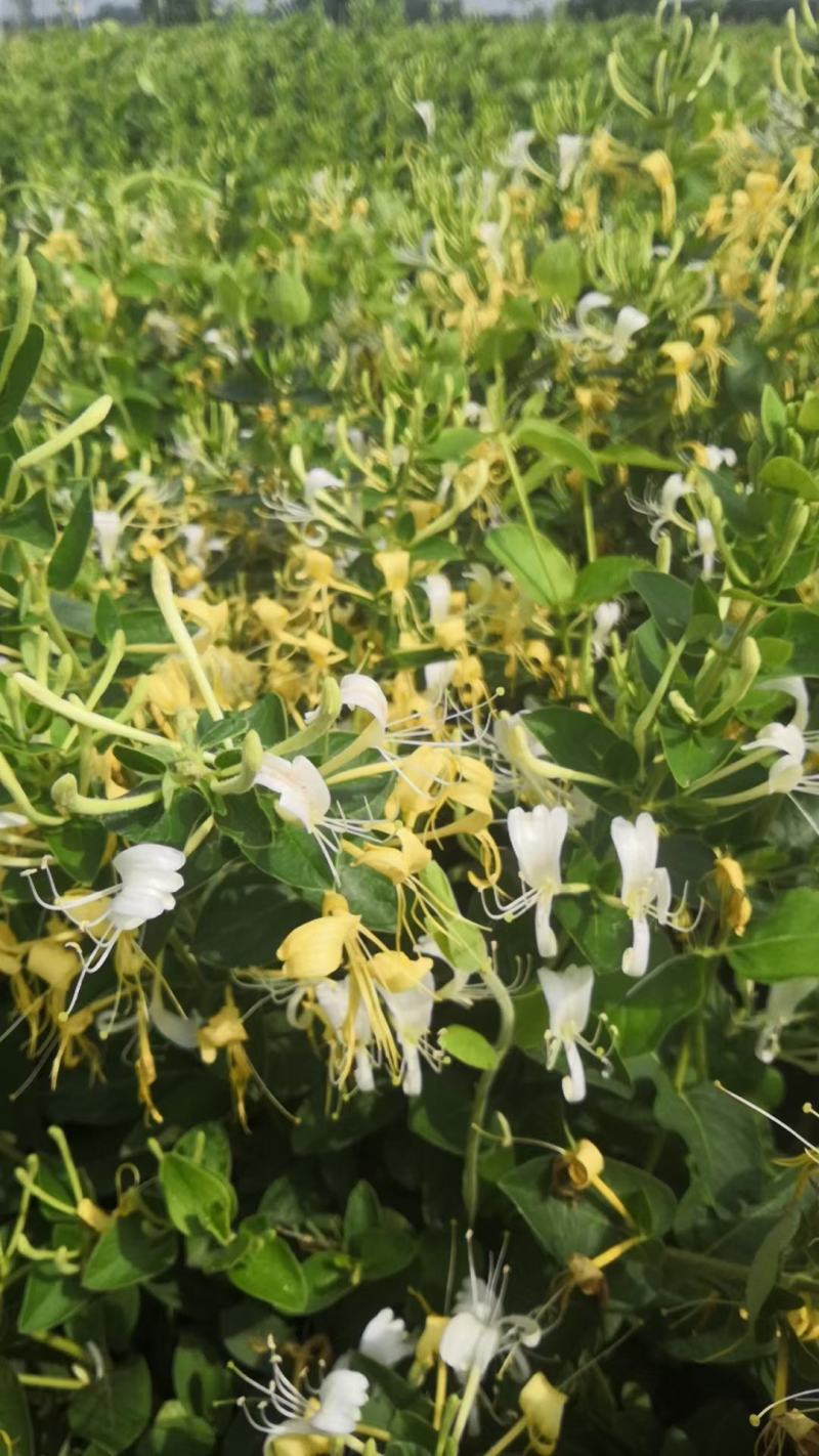 金银花盆景老桩，金银花小苗，盆栽地栽都可以大量有货
