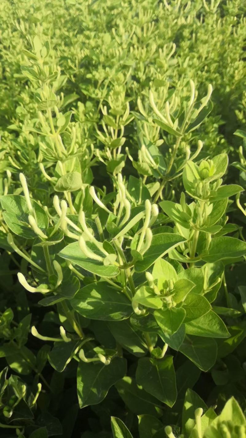 金银花盆景老桩，金银花小苗，盆栽地栽都可以大量有货