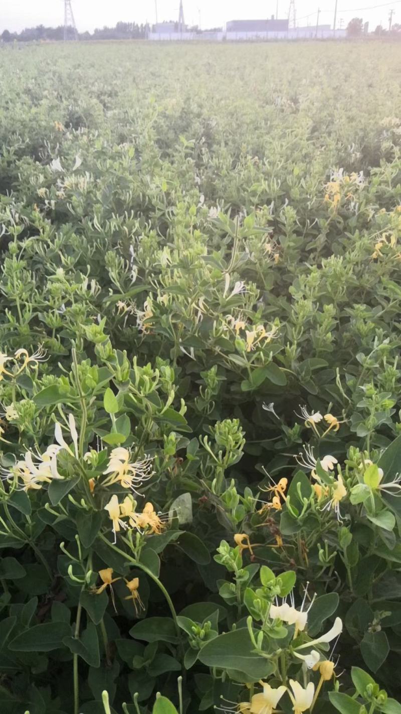 金银花盆景老桩，金银花小苗，盆栽地栽都可以大量有货