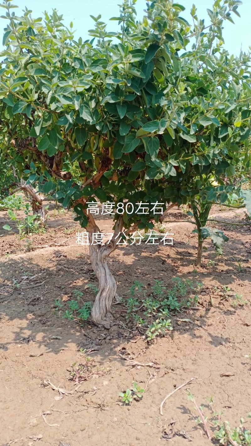 金银花盆景老桩，金银花小苗，盆栽地栽都可以大量有货