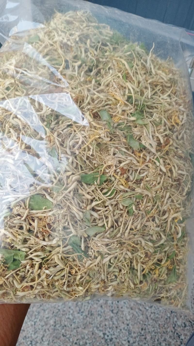 金银花盆景老桩，金银花小苗，盆栽地栽都可以大量有货