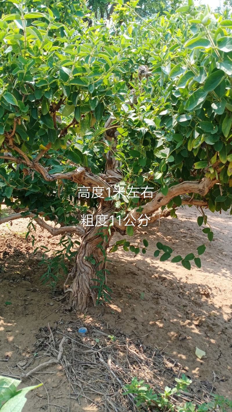 金银花盆景老桩，金银花小苗，盆栽地栽都可以大量有货