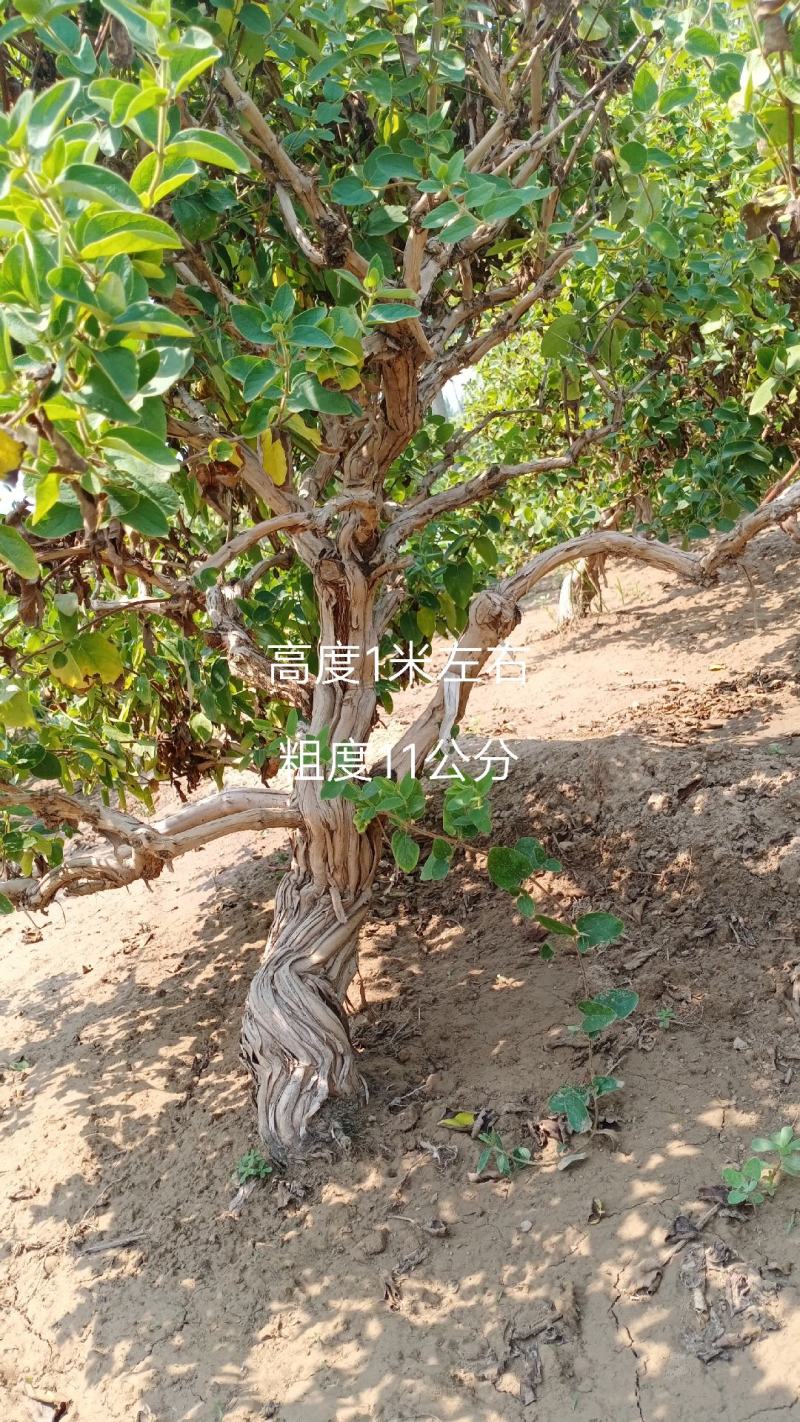 金银花盆景老桩，金银花小苗，盆栽地栽都可以大量有货