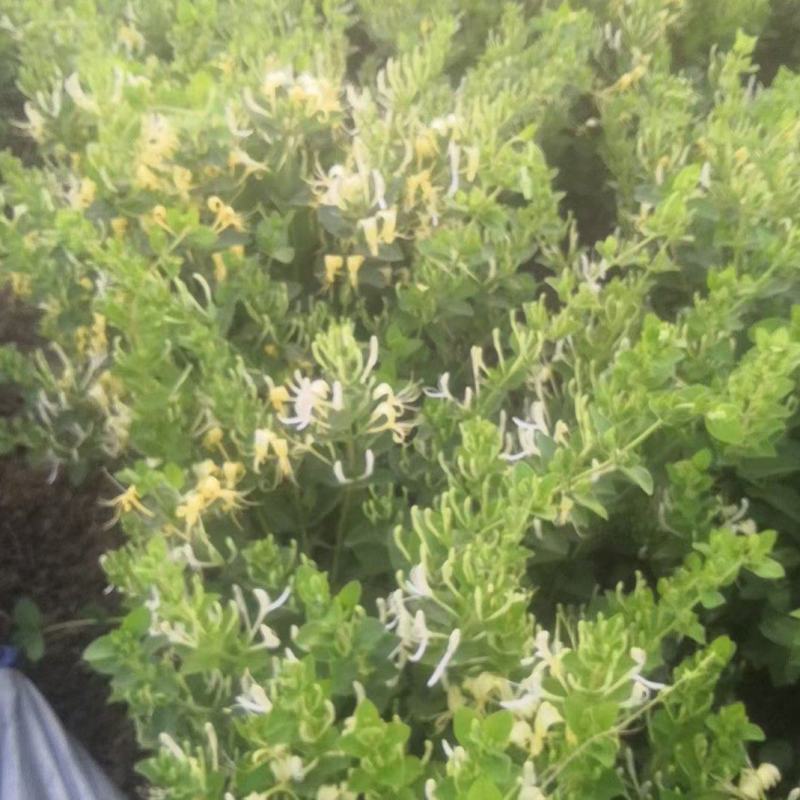 金银花盆景老桩，金银花小苗，盆栽地栽都可以大量有货