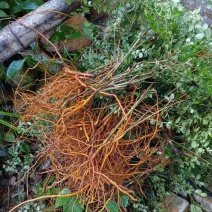 (热销）绣花针鲜干货都有