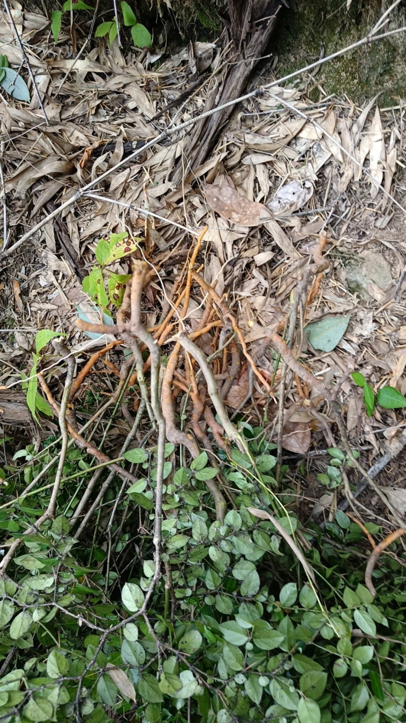 (热销）绣花针鲜干货都有