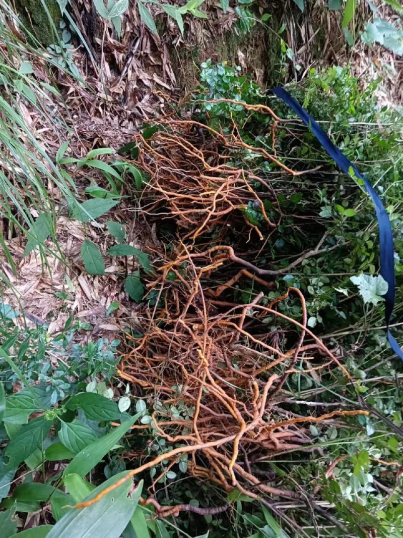 (热销）绣花针鲜干货都有