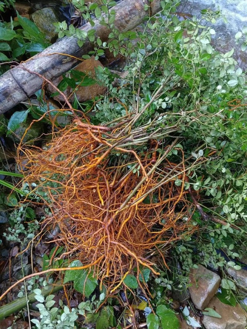 (热销）绣花针鲜干货都有