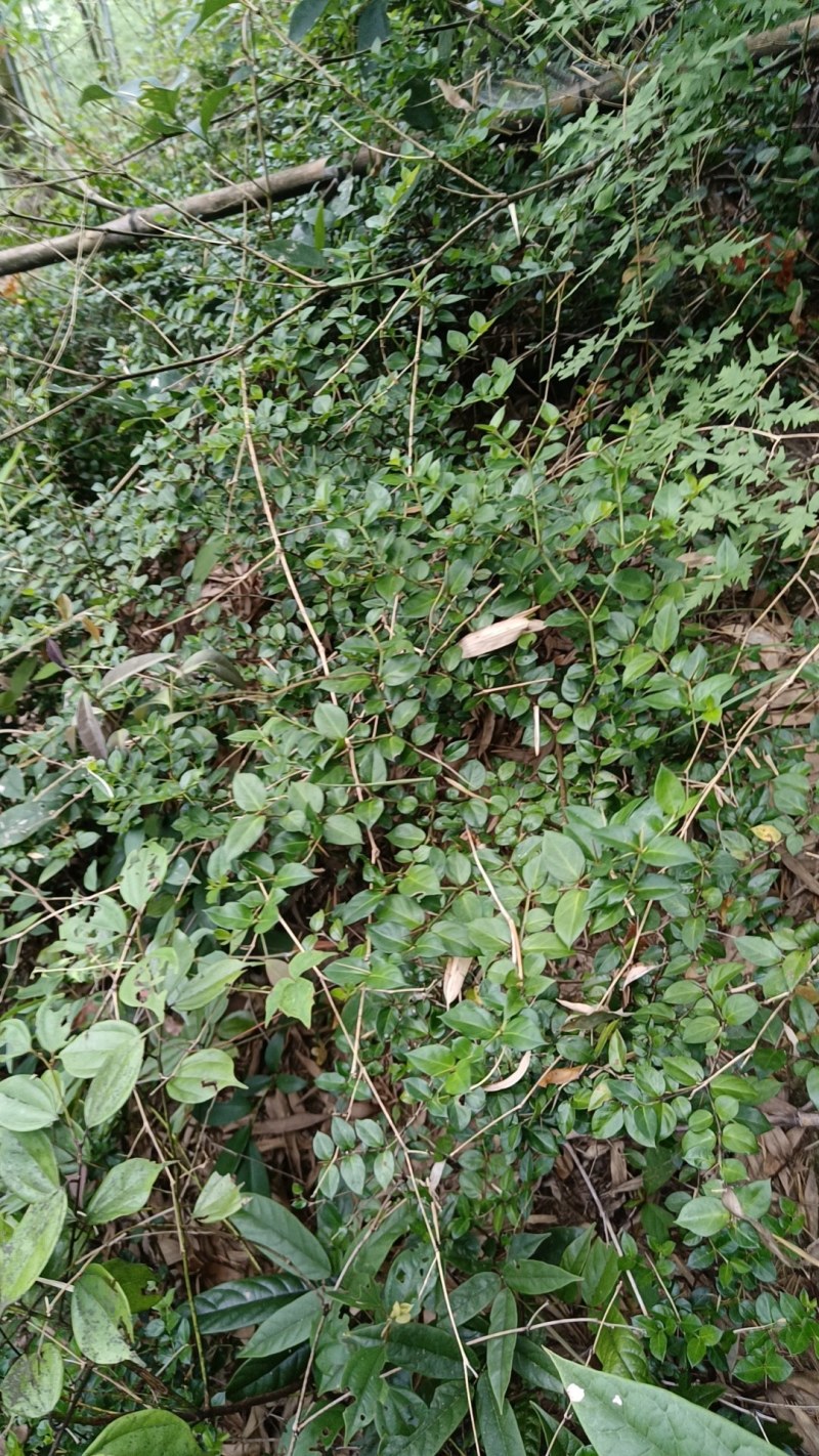 (热销）绣花针鲜干货都有