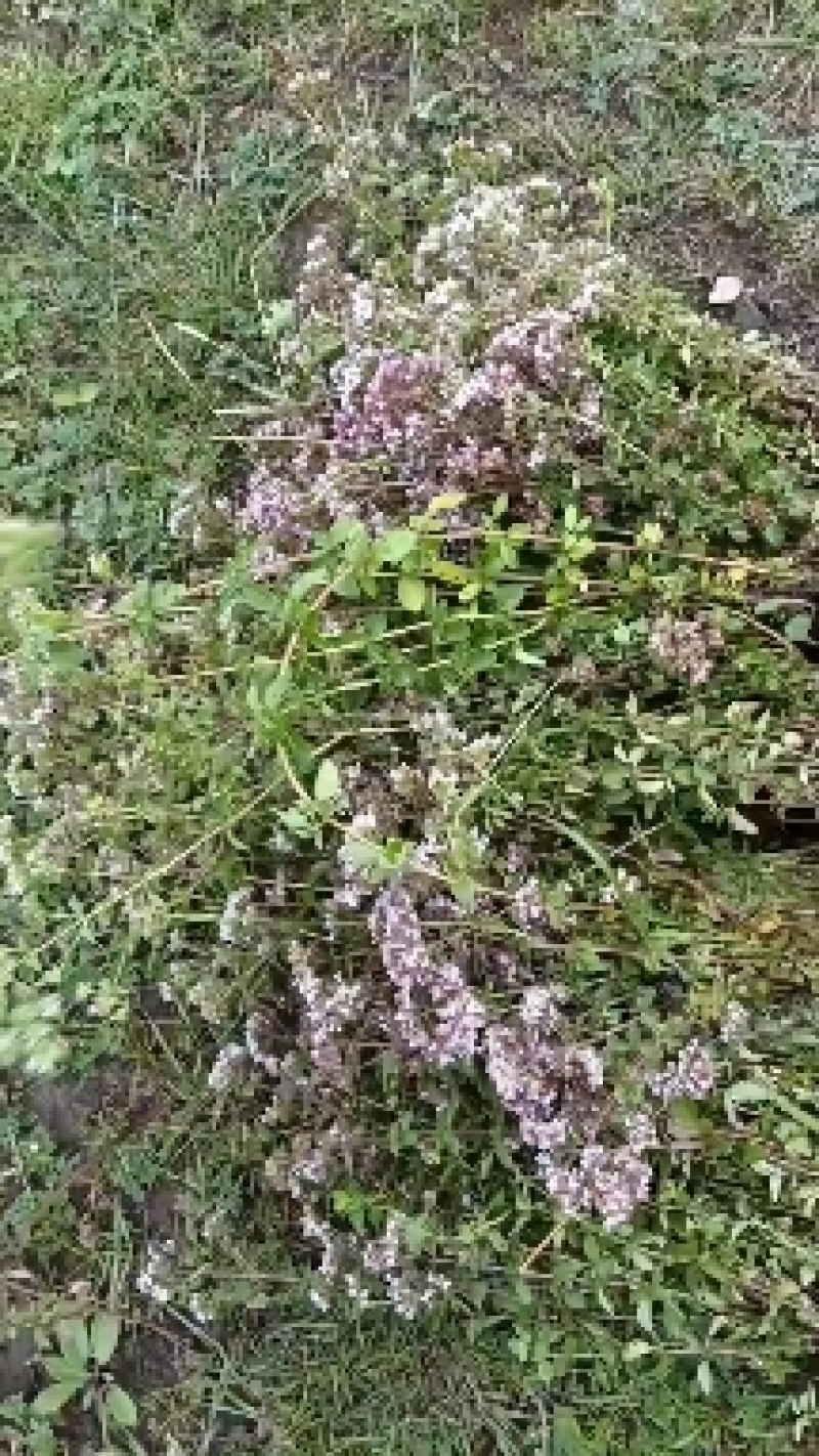 香龙茶