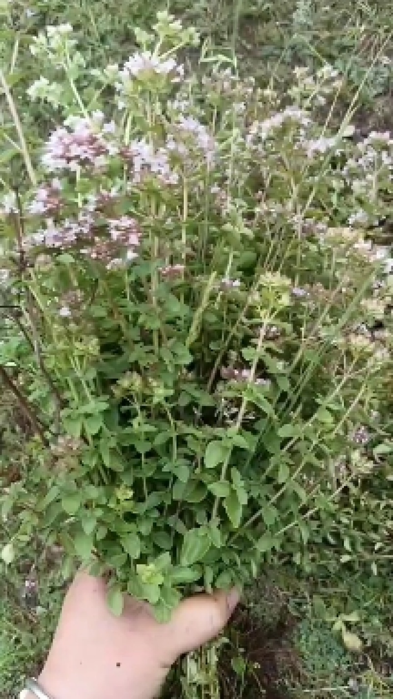 香龙茶