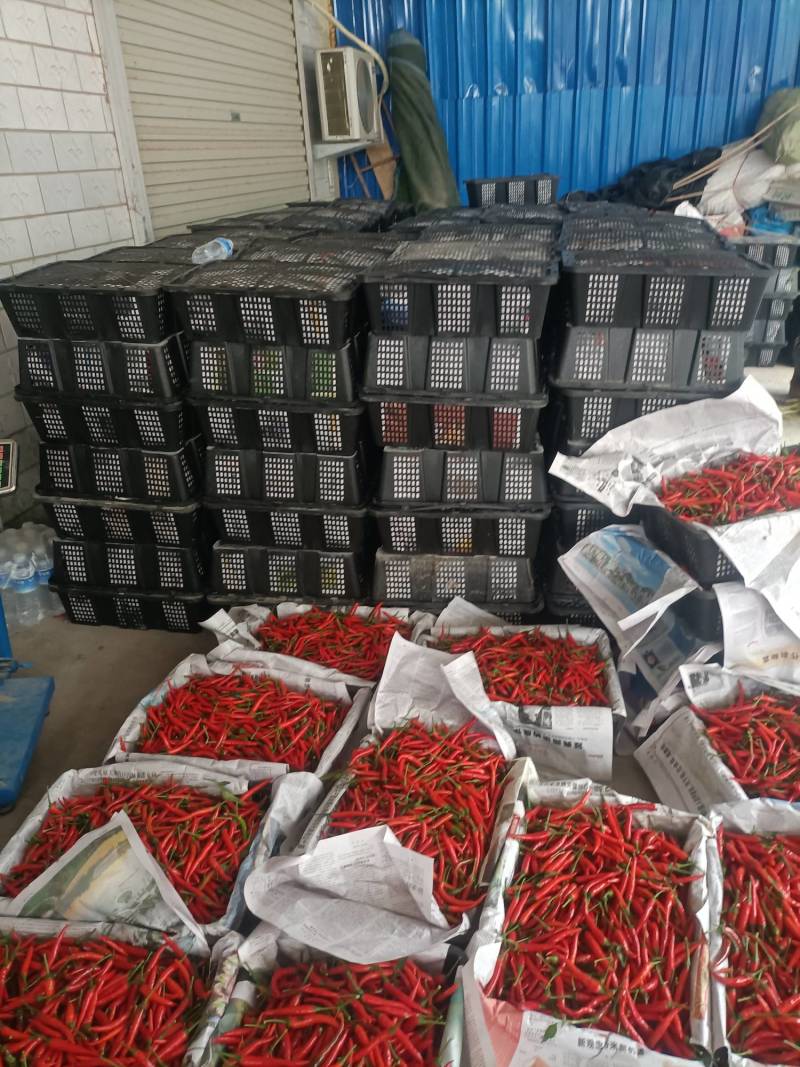6月底上市。大量供应河南商丘精品小米椒，艳红辣椒，