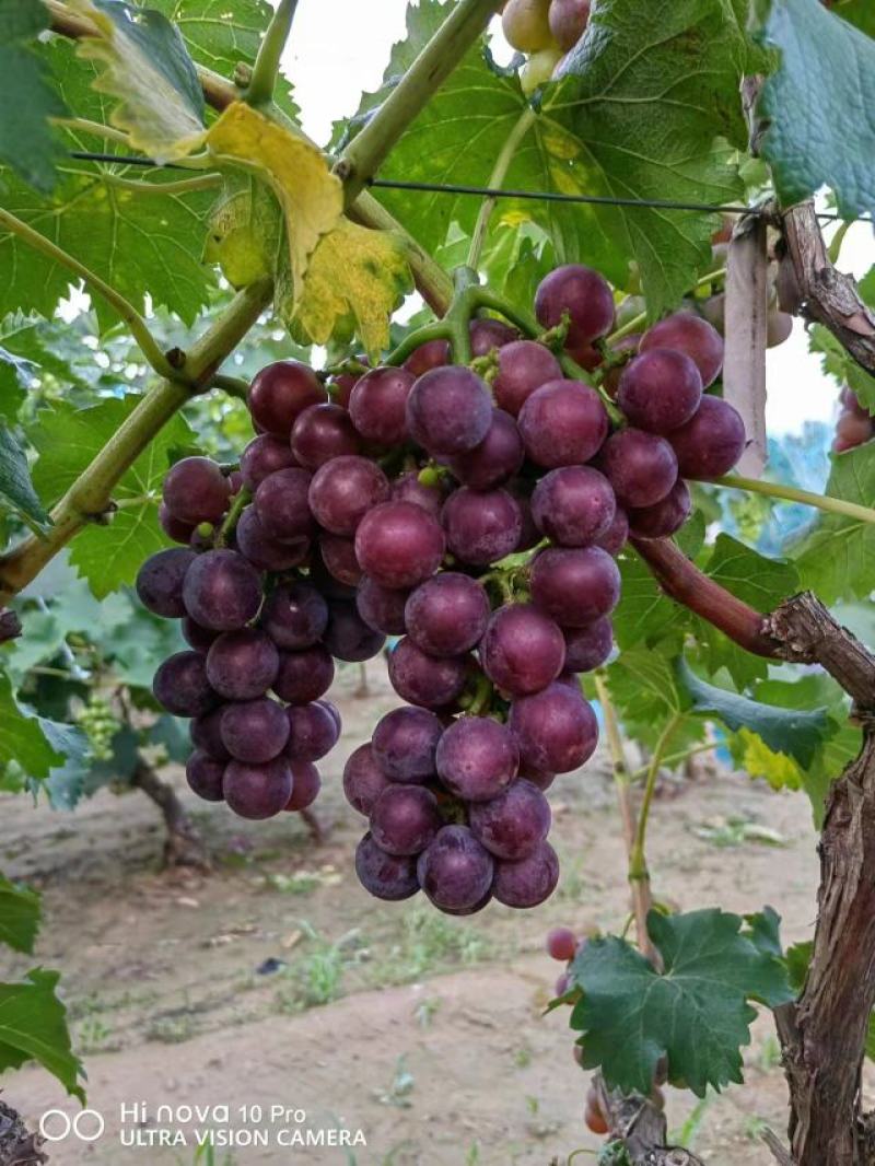 葡萄，巨峰葡萄
