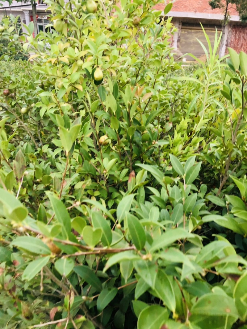 湖南攸县优质嫁接油茶苗产地，直销各种规格湘林系列嫁接油茶