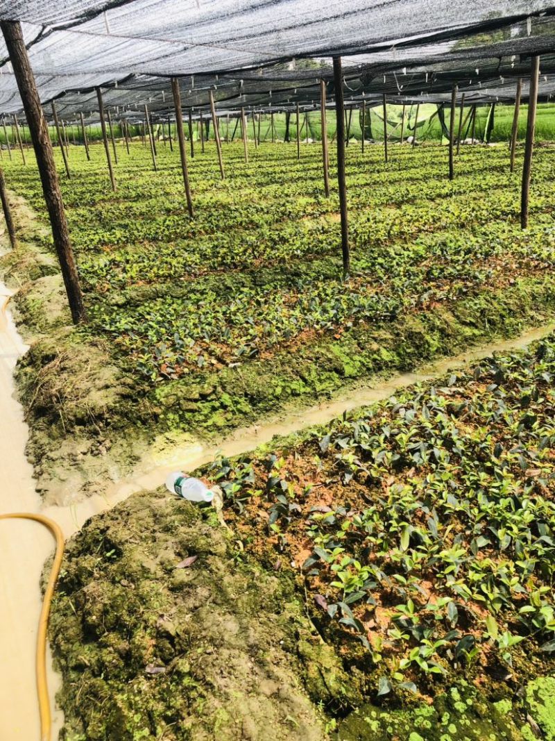 湖南攸县优质嫁接油茶苗产地，直销各种规格湘林系列嫁接油茶