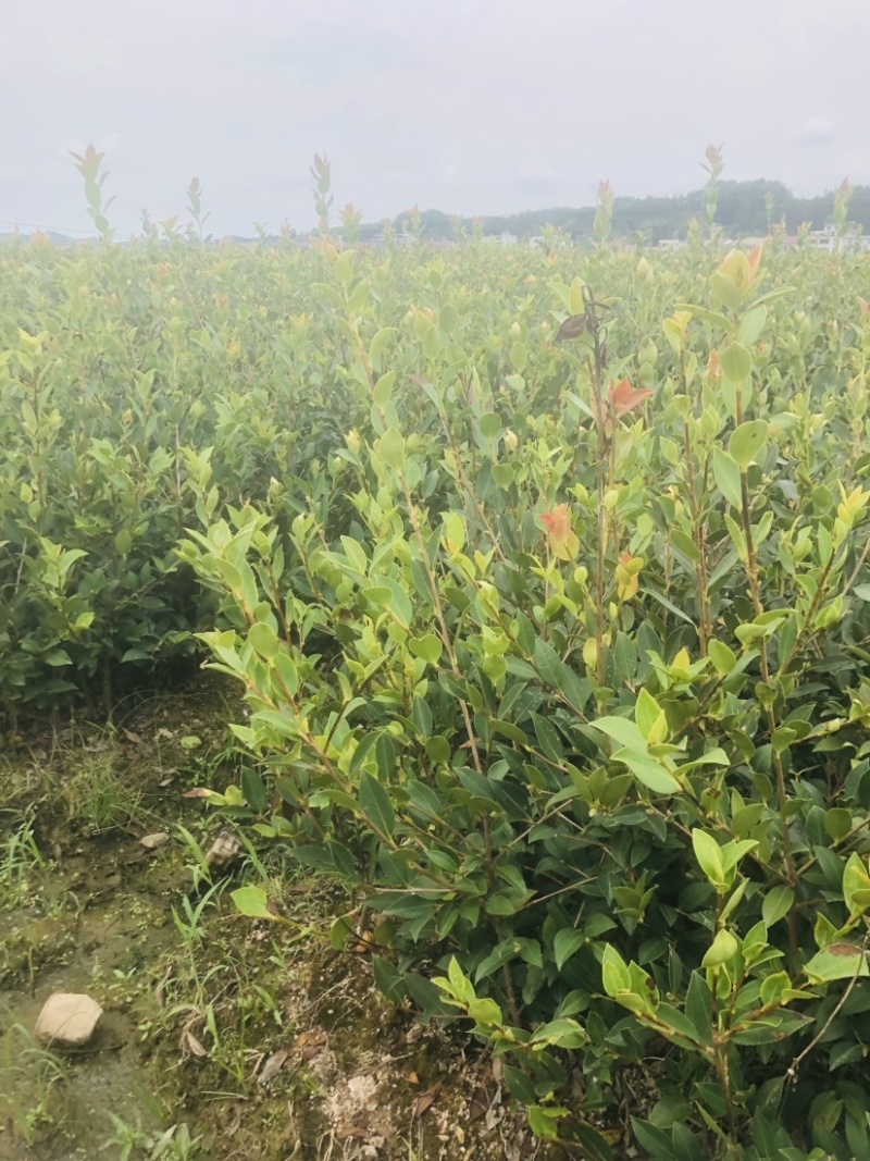 湖南攸县优质嫁接油茶苗产地，直销各种规格湘林系列嫁接油茶