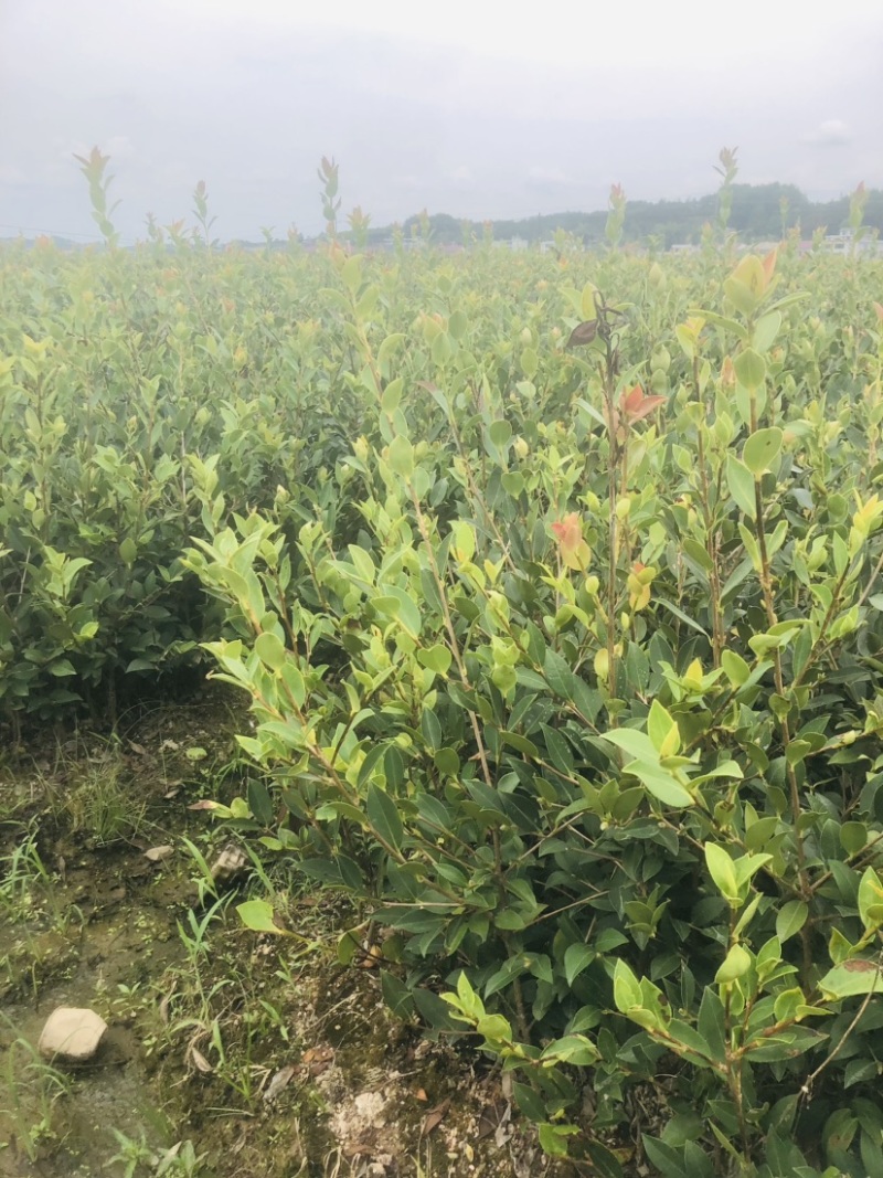 湖南攸县优质嫁接油茶苗产地，直销各种规格湘林系列嫁接油茶