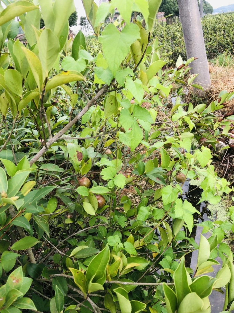 湖南攸县优质嫁接油茶苗产地，直销各种规格湘林系列嫁接油茶