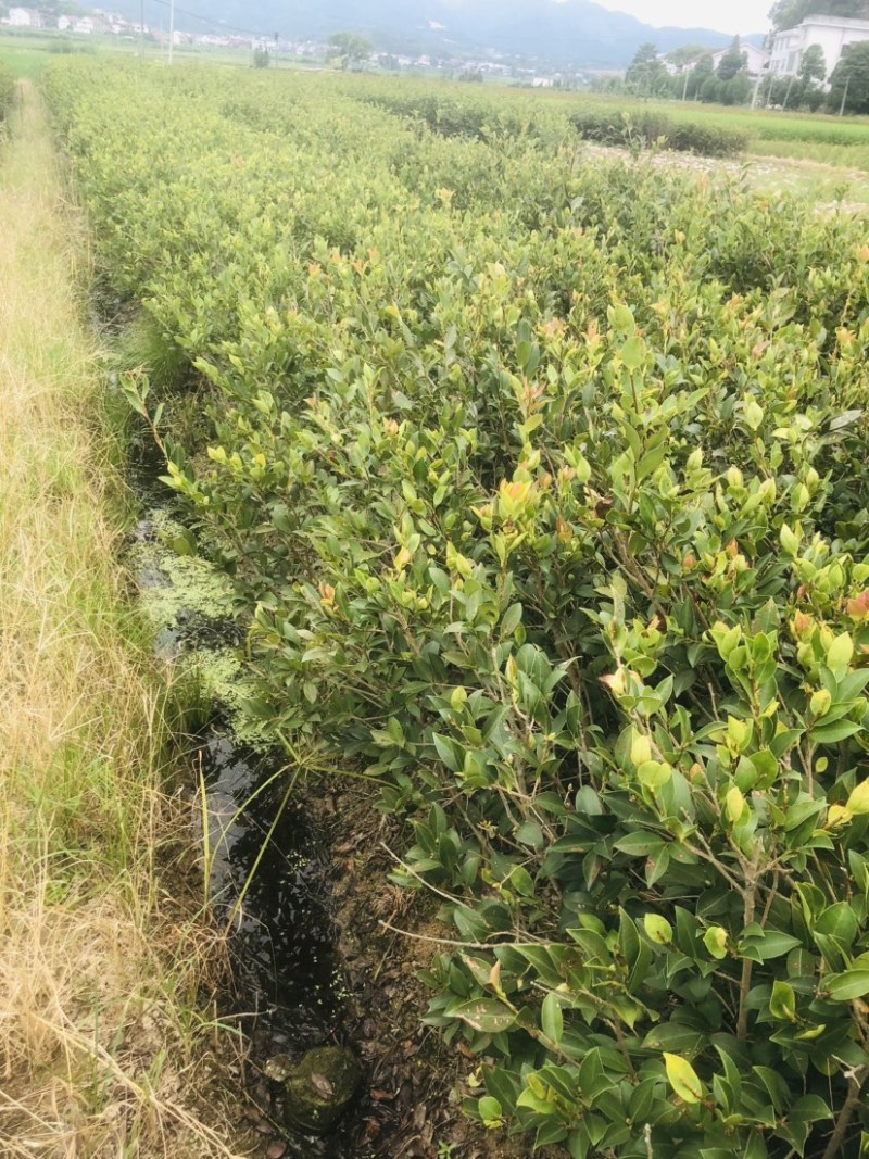 湖南攸县优质嫁接油茶苗产地，直销各种规格湘林系列嫁接油茶