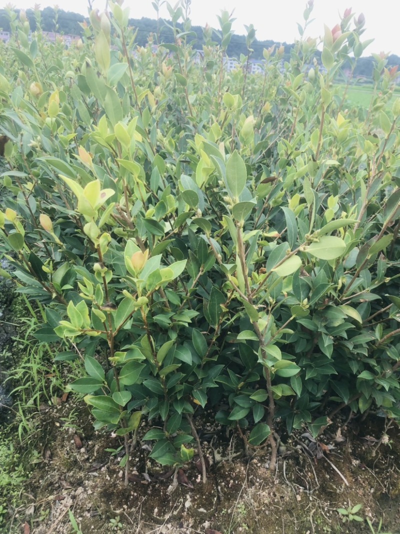 湖南攸县优质嫁接油茶苗产地，直销各种规格湘林系列嫁接油茶