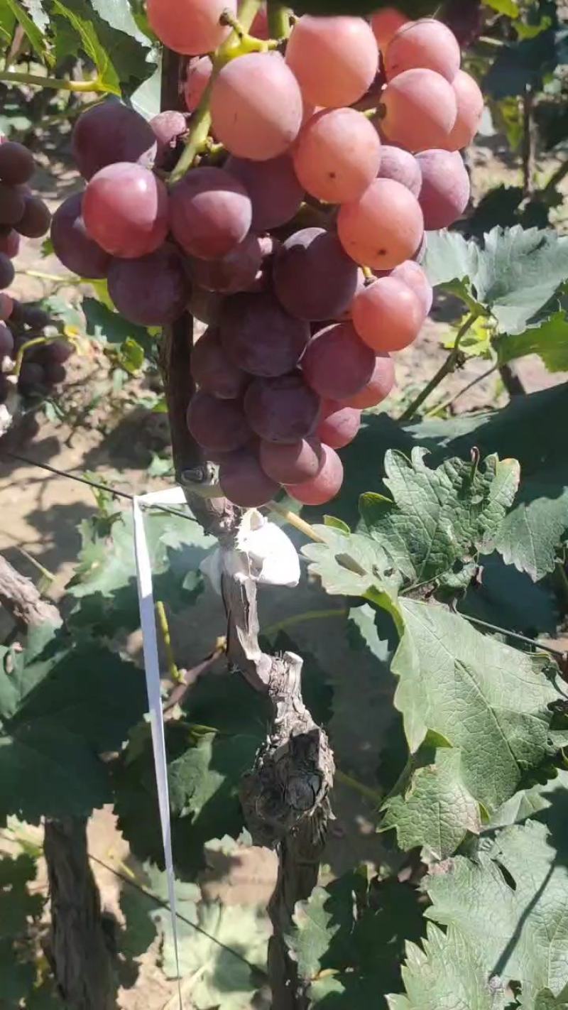 巨峰葡萄