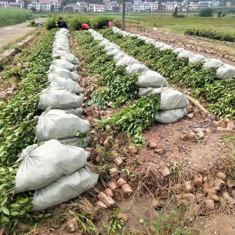 湖南攸县优质嫁接油茶苗产地，直销各种规格湘林系列嫁接油茶