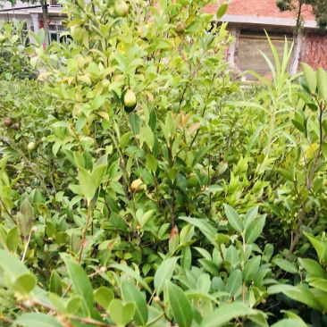 湖南攸县优质嫁接油茶苗产地，直销各种规格湘林系列嫁接油茶