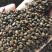 黄花槐种子金凤树豆槐黄槐种优良园林绿化树种双荚槐红花槐