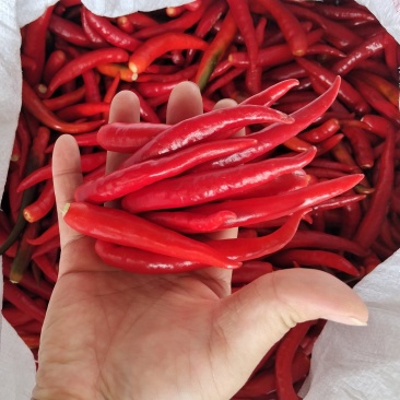 高辣辣椒。鲜辣椒，
