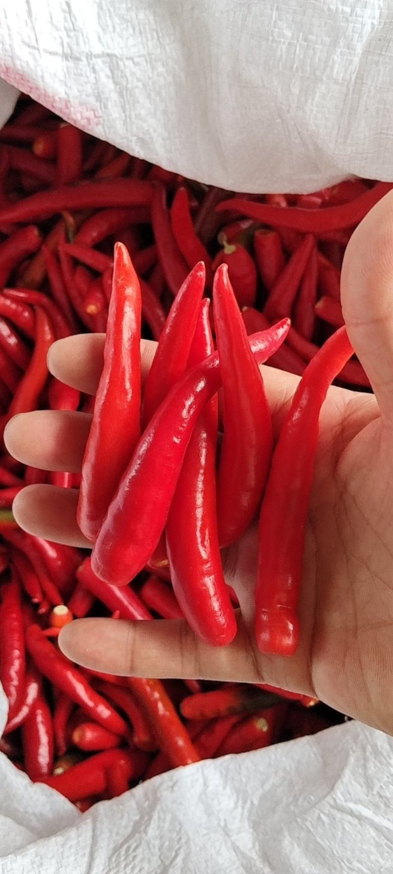 高辣辣椒。鲜辣椒，