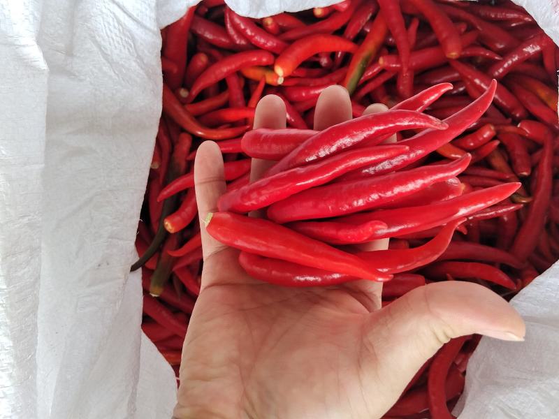 高辣辣椒。鲜辣椒，