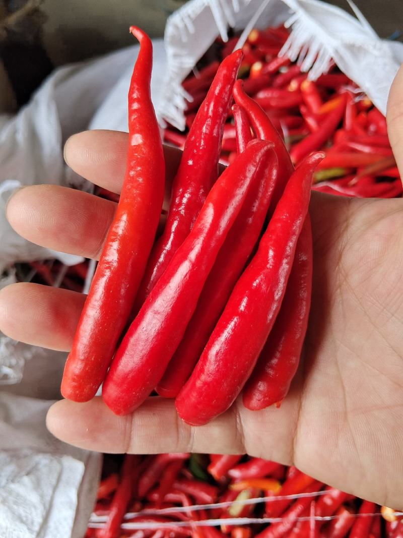 高辣辣椒。鲜辣椒，