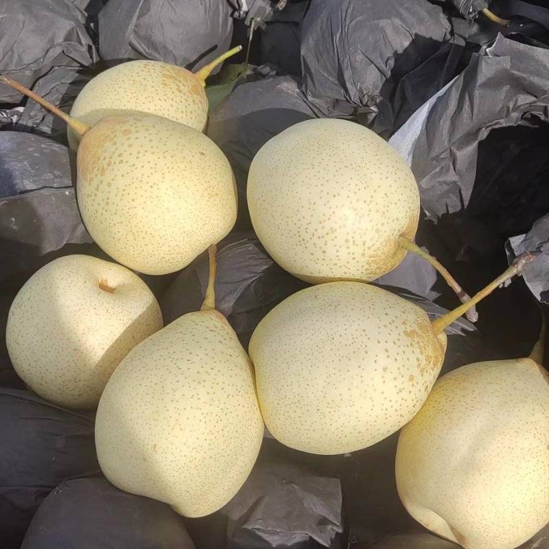 水晶鸭梨河北赵县鸭梨产地现摘现发脆甜多汁欢迎电联