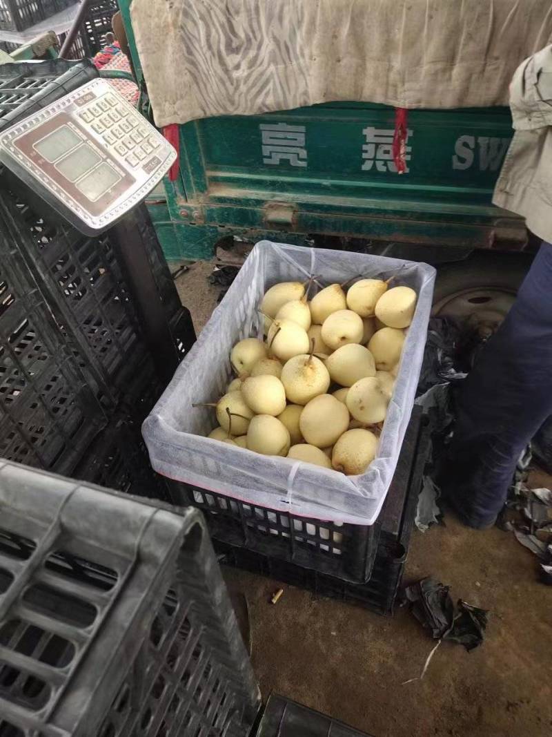 水晶鸭梨河北赵县鸭梨产地现摘现发脆甜多汁欢迎电联