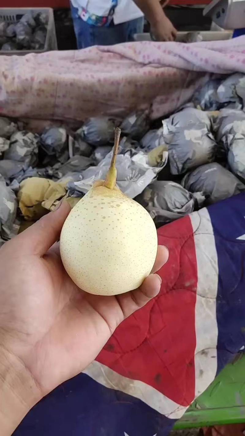 水晶鸭梨河北赵县鸭梨产地现摘现发脆甜多汁欢迎电联