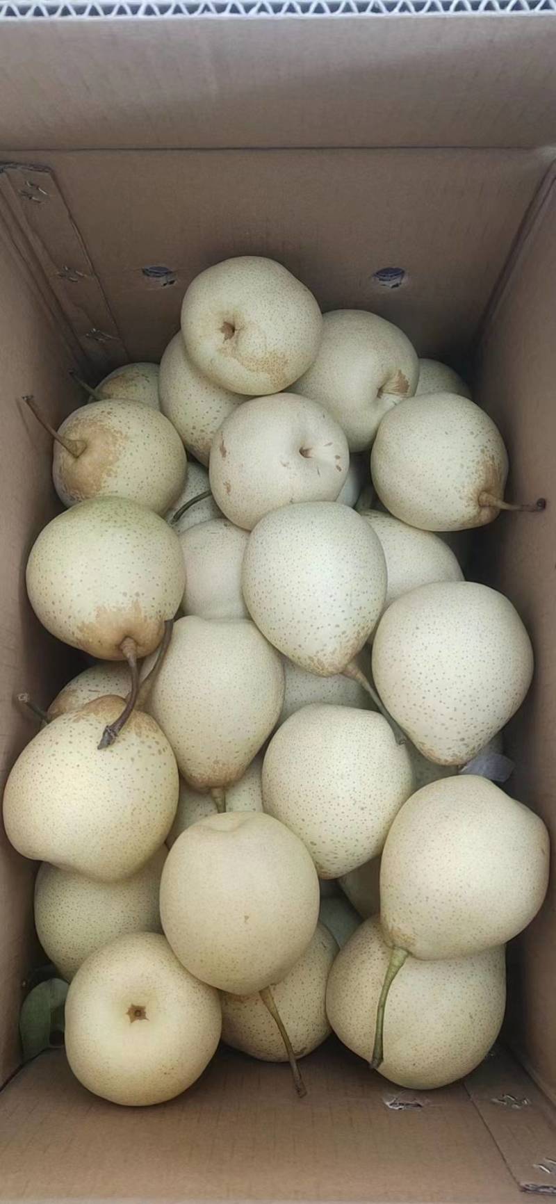 水晶鸭梨河北赵县鸭梨产地现摘现发脆甜多汁欢迎电联